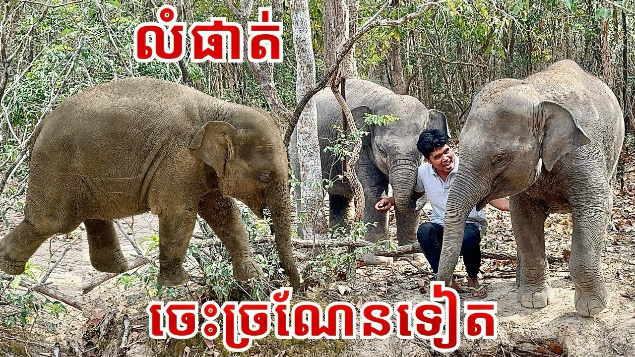 Jealous Baby Elephant Lomphat Cries for Attention When Caretaker Plays with Janam