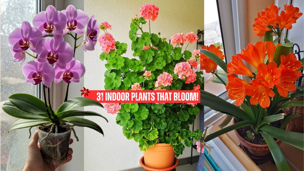 31 Best Flowering Houseplants | Indoor Plants That Bloom