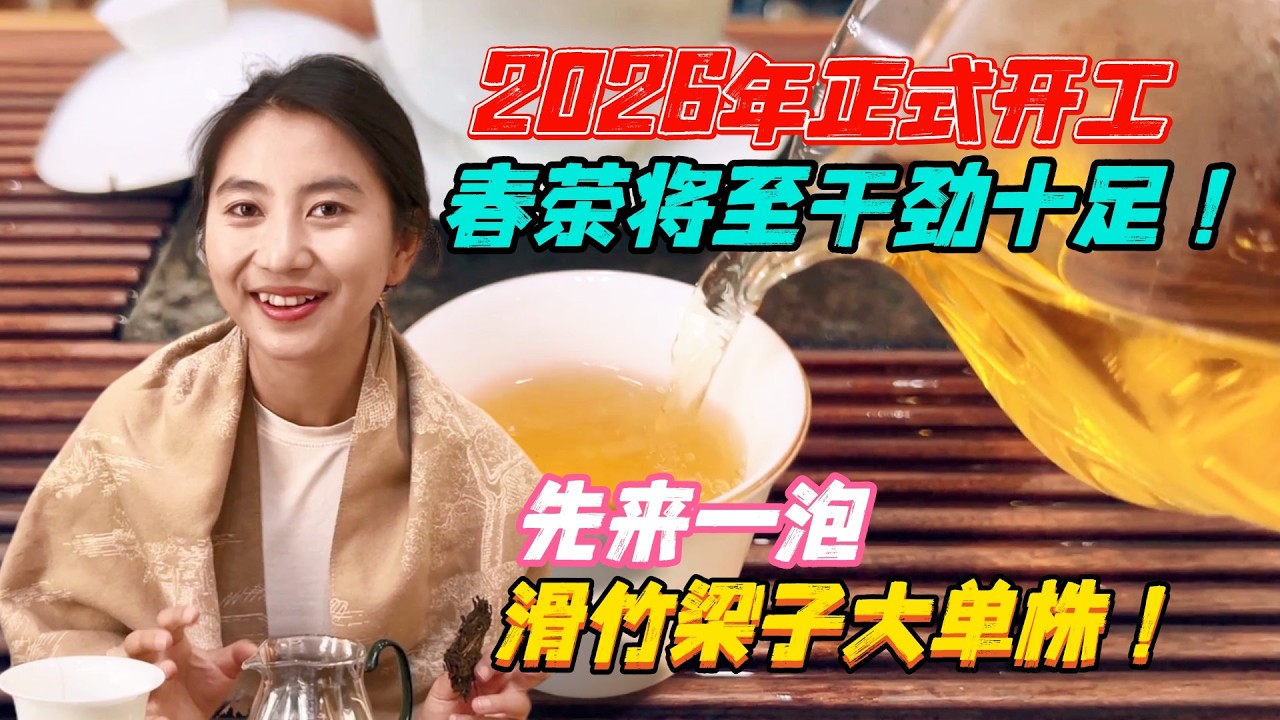 2026年正式開工！先來一泡滑竹樑子大單株！春茶將至幹勁十足！購普洱茶請加微信WeChat或Line：QLDC2003#茶 #茶叶 #普洱茶 #古树茶#老班章 #tea #喝茶 #茶葉 #古樹茶