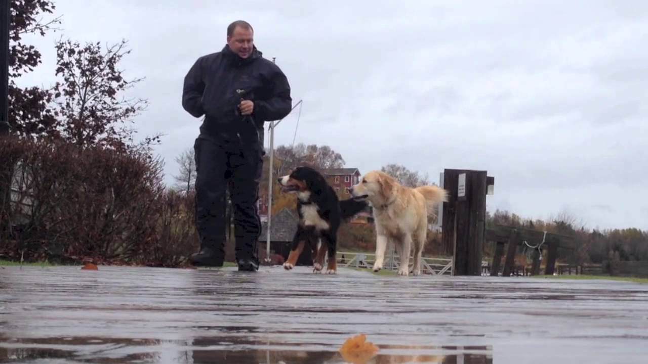 You Can Have This!! Unleashed Potential Dog Training