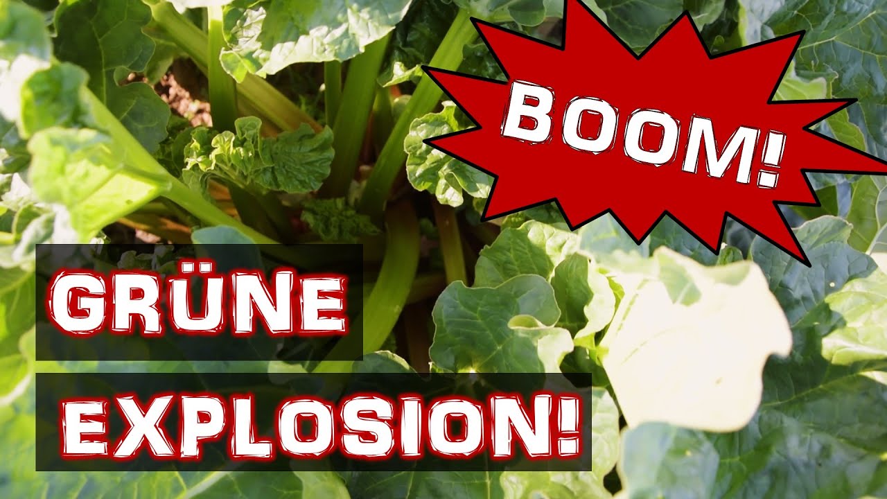 Grüne Explosion auf der Streuobstwiese | Garten im April: Ausnahmezustand | Gartenrundgang 2021