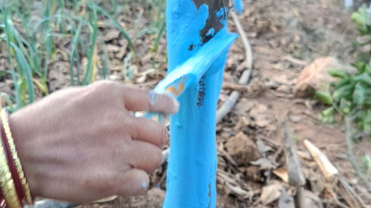 सुन्तलाको बिरुवामा निलोतुथो लगाउँदै छु गाइज्। suntala Khetima nilotutho lagaune tarika|suntala Kheti