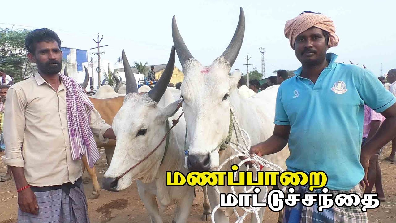 Manapparai mattu santhai | மணப்பாறை மாட்டு சந்தை |  காளை மாடு சந்தை