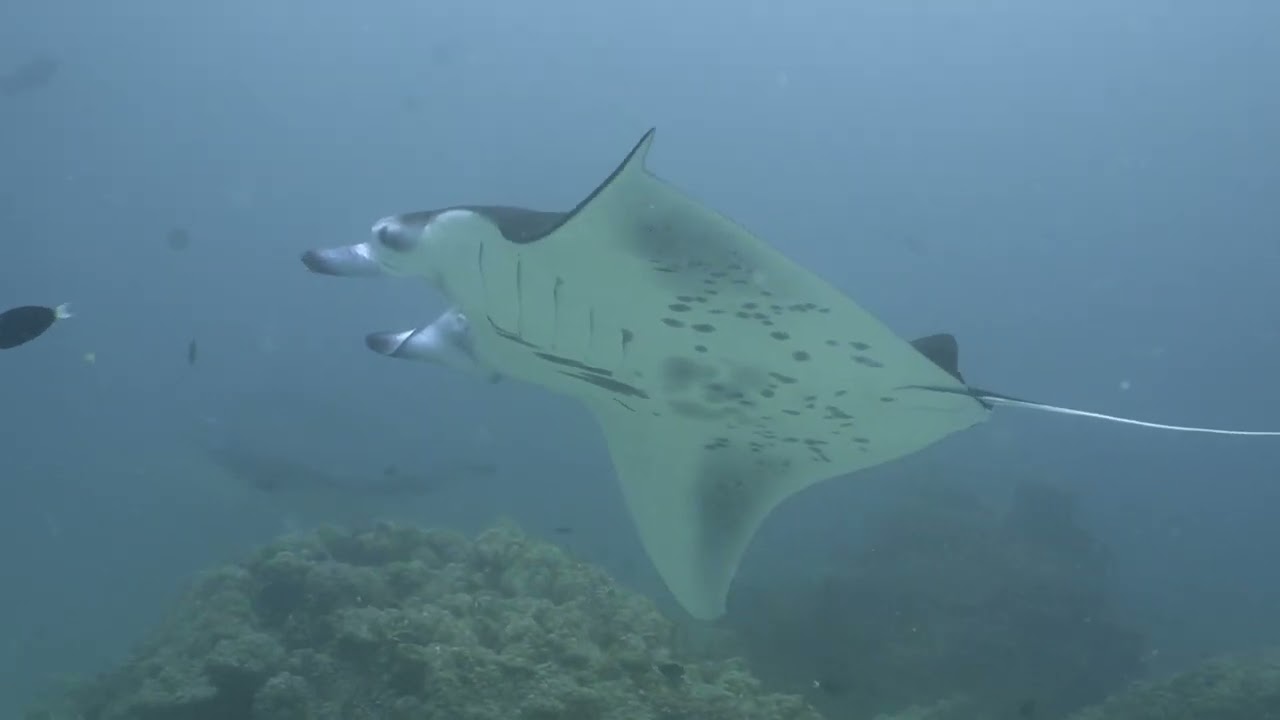 More Manta