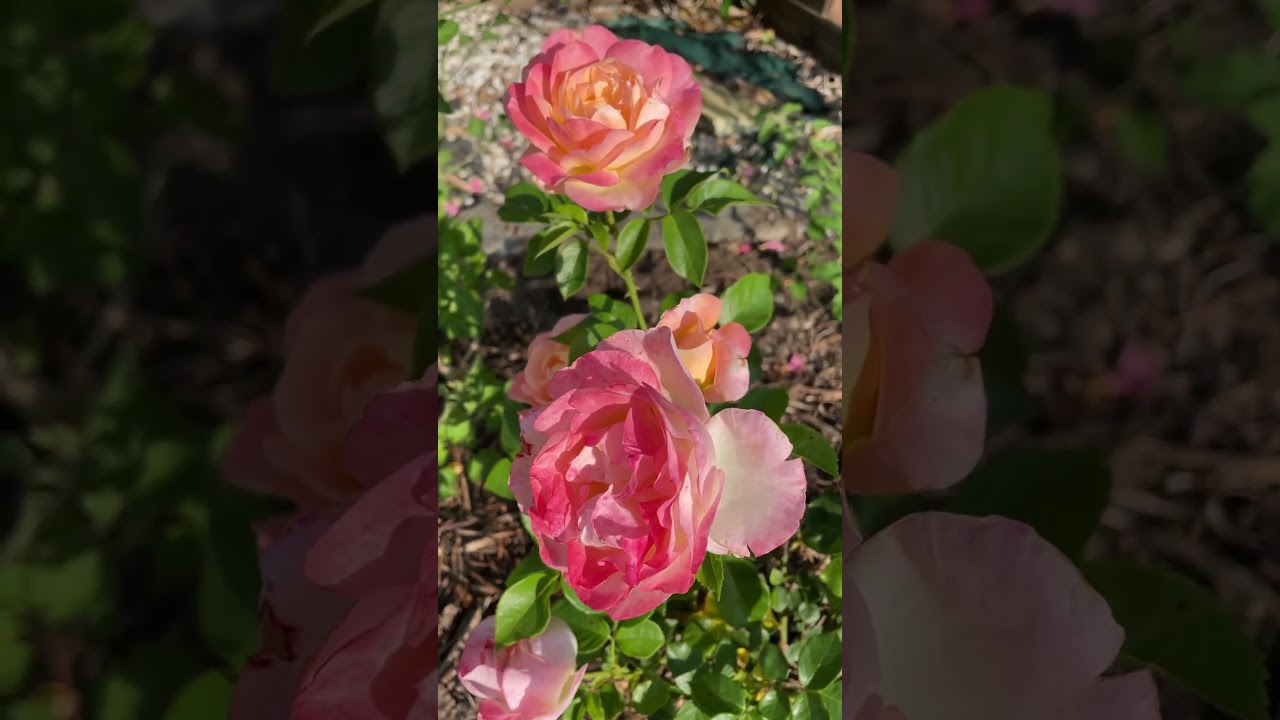Isabelle Autissier rose (Adasilthe)