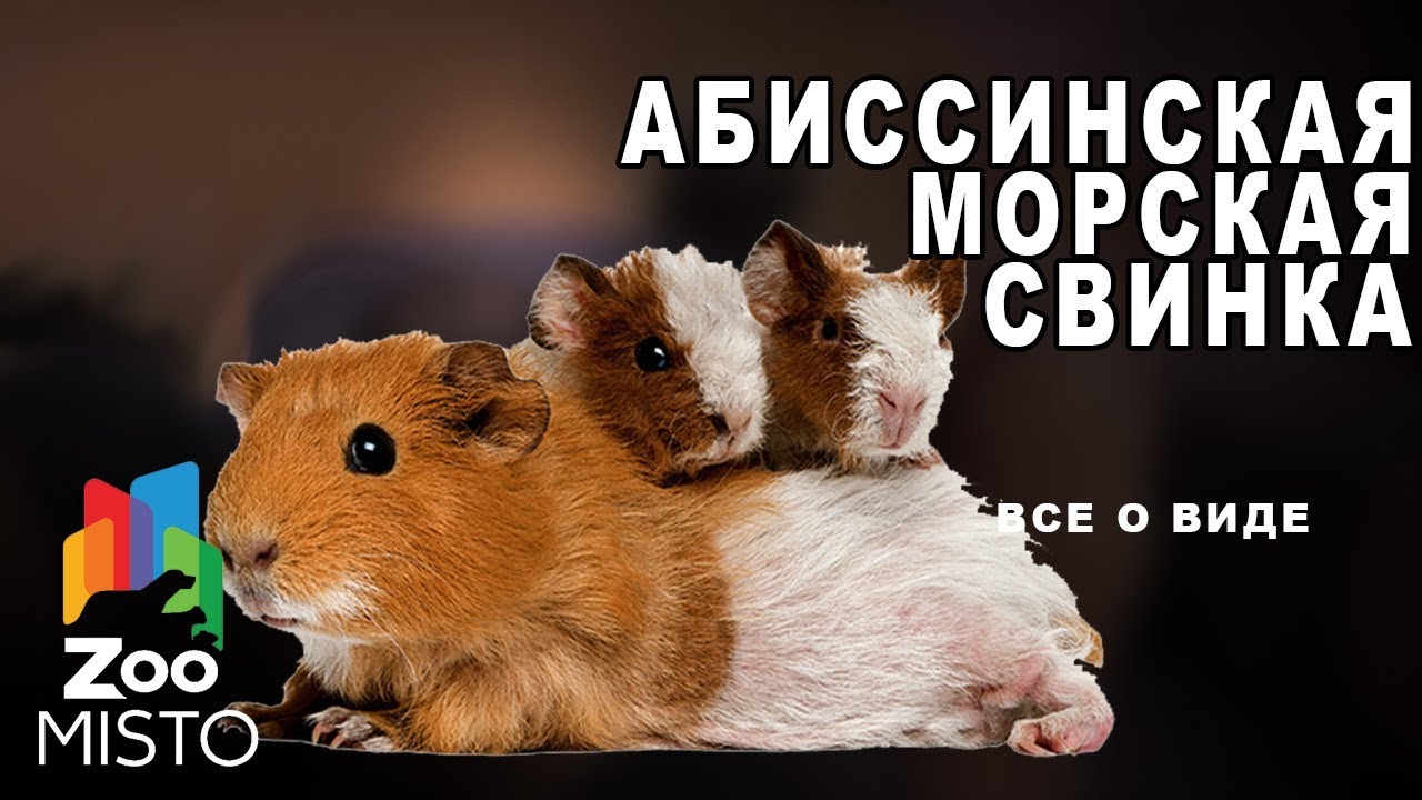 Абиссинская морская свинка - Все о породе морских свинок | Все о породе абиссинская морская свинка