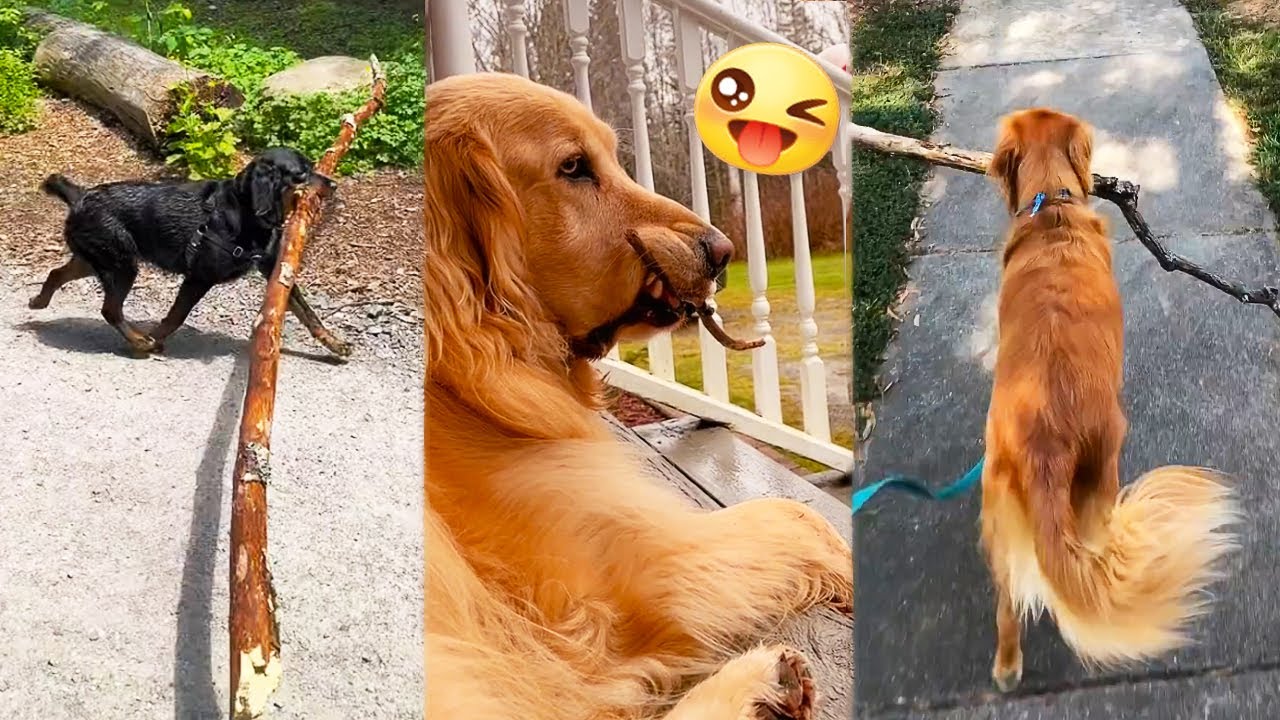 Adorable Dogs Absolutely Love Searching for BIG STICKS 😂 Dog with Stick Can't Get Passed A Gate!
