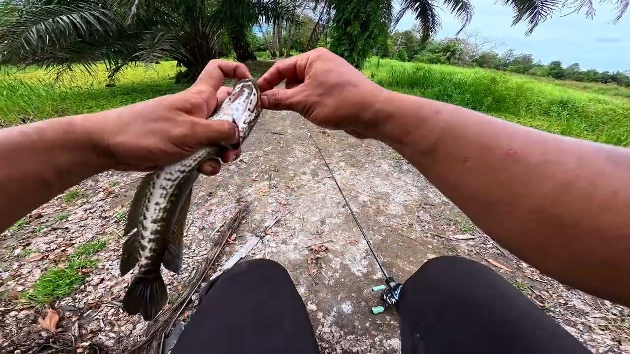Ikan Haruan Babon Sampai Kocolan Musnah ⁉️