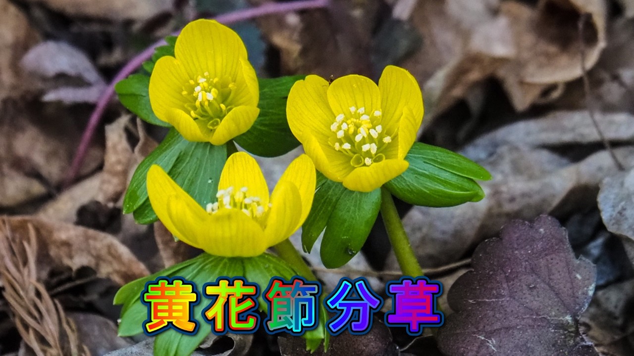 黄色い節分草を始めて見て来ました