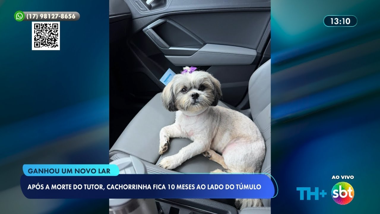 Após a morte do tutor, cachorrinha fica 10 meses ao lado do túmulo e ganha novo lar