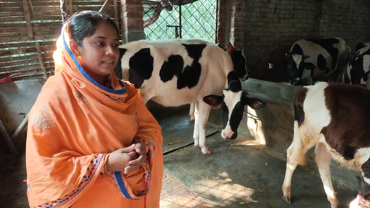 ১ লক্ষ ৪ হাজার টাকায় ১টি গাভী দিয়ে শুরু করে কিভাবে ২৫ লক্ষ টাকার মালিক হলেন জানতে দেখুন