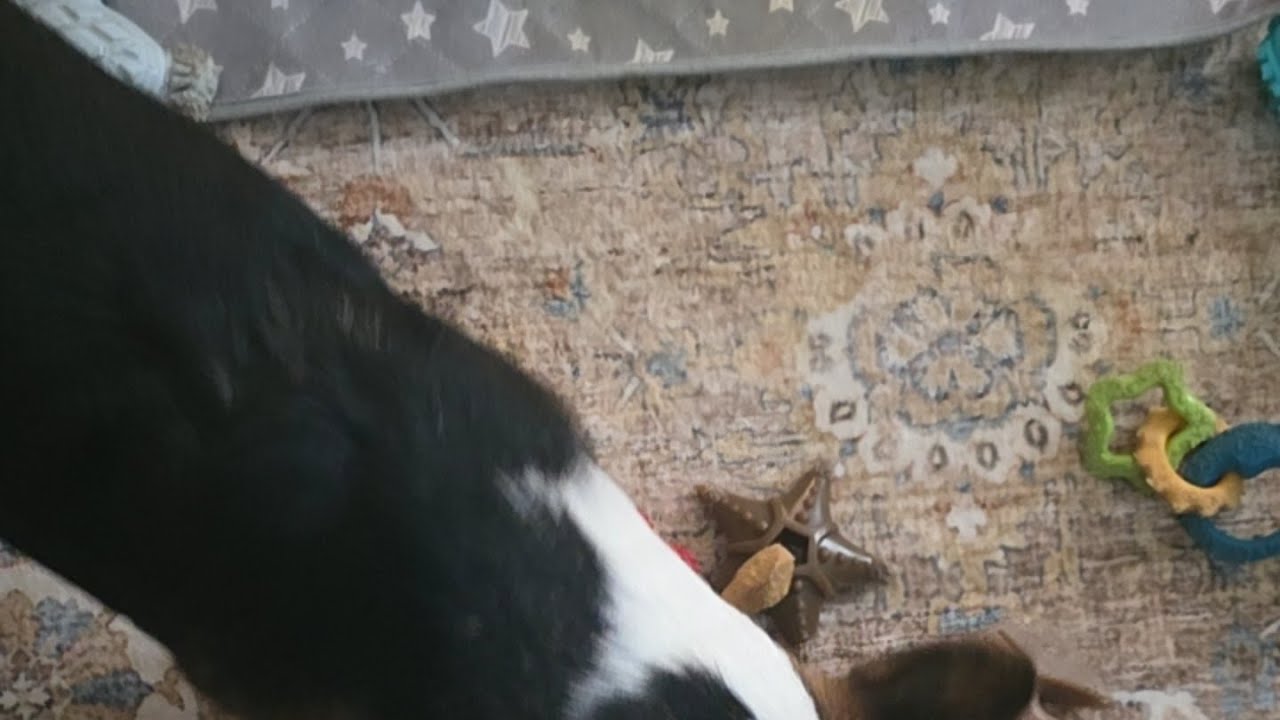 Puppy play time Nori's Version