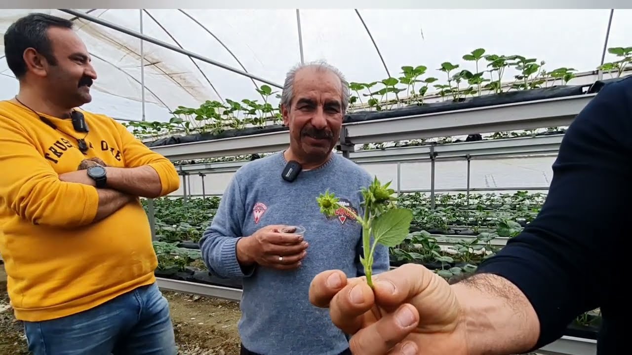 topraksız çilek ikinci el malzemelerle yapılırmı hatay yayladağı
