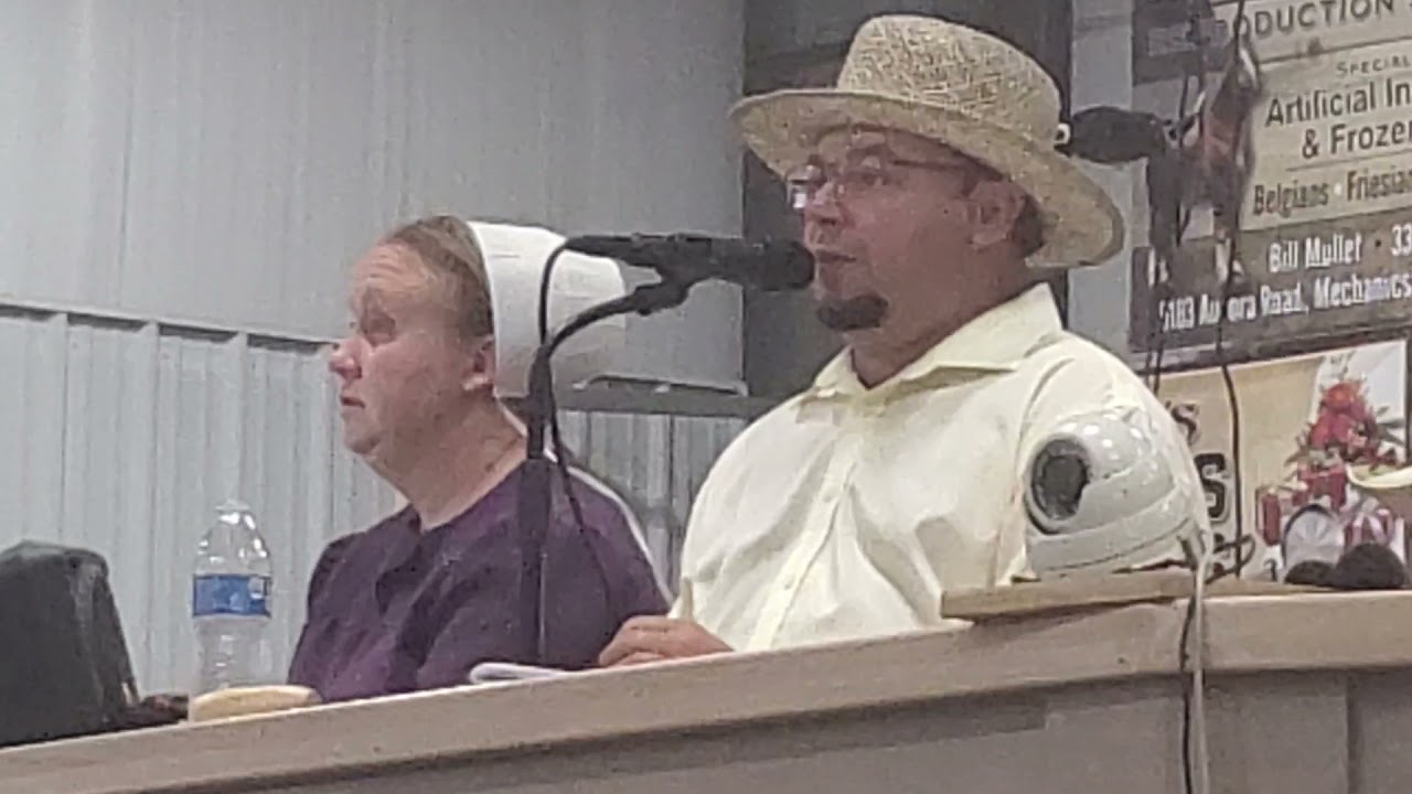 Amish draft horse sale