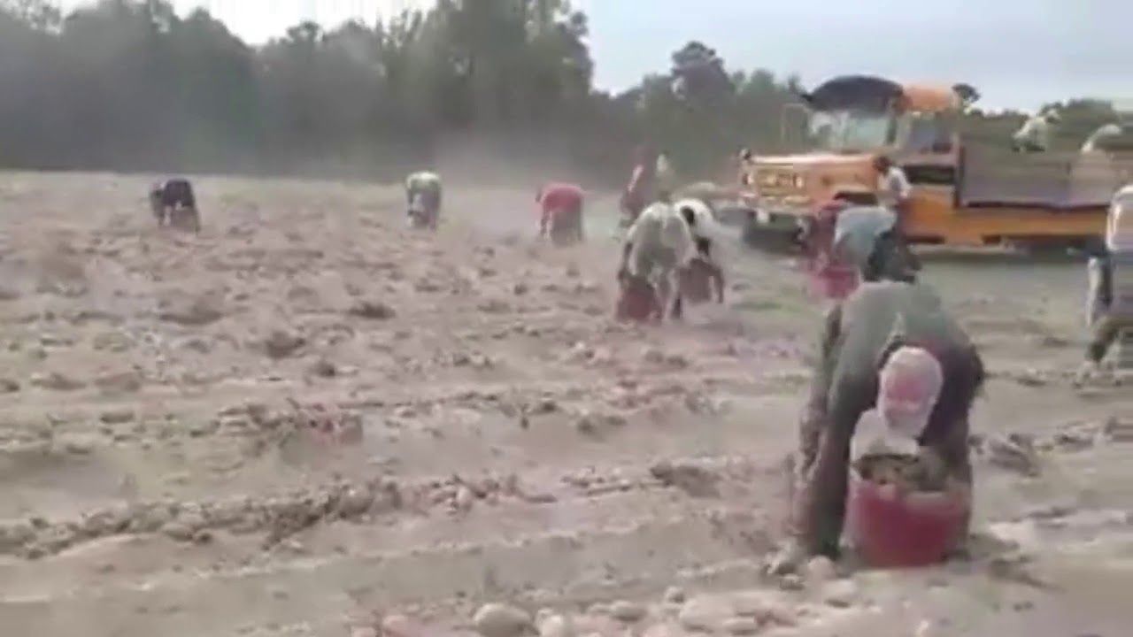Los inmigrantes recogiendo las papas dulces🍠🍠🍠en el campo con toda la cuadrilla! 2019😊😊!
