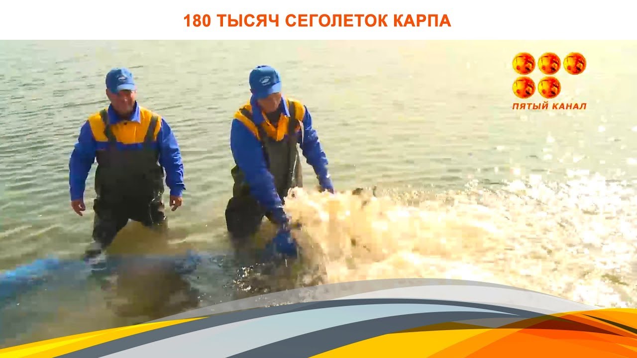 180 тысяч сеголеток карпа выпустили в Федоровское водохранилище