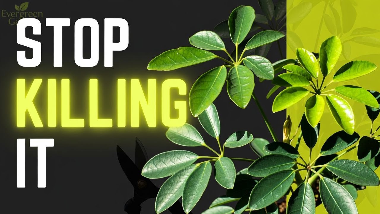 Schefflera Umbrella Plant Care Secrets Most Gardeners Get Wrong