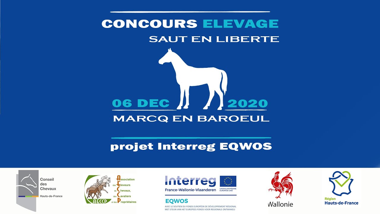 Concours d'élevage - SAUT EN LIBERTE CHEVAUX