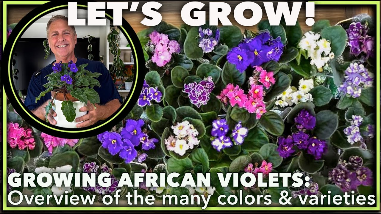 STUNNING AFRICAN VIOLET VARIETIES, PLUS HOUSE PLANT CARE SECRETS!