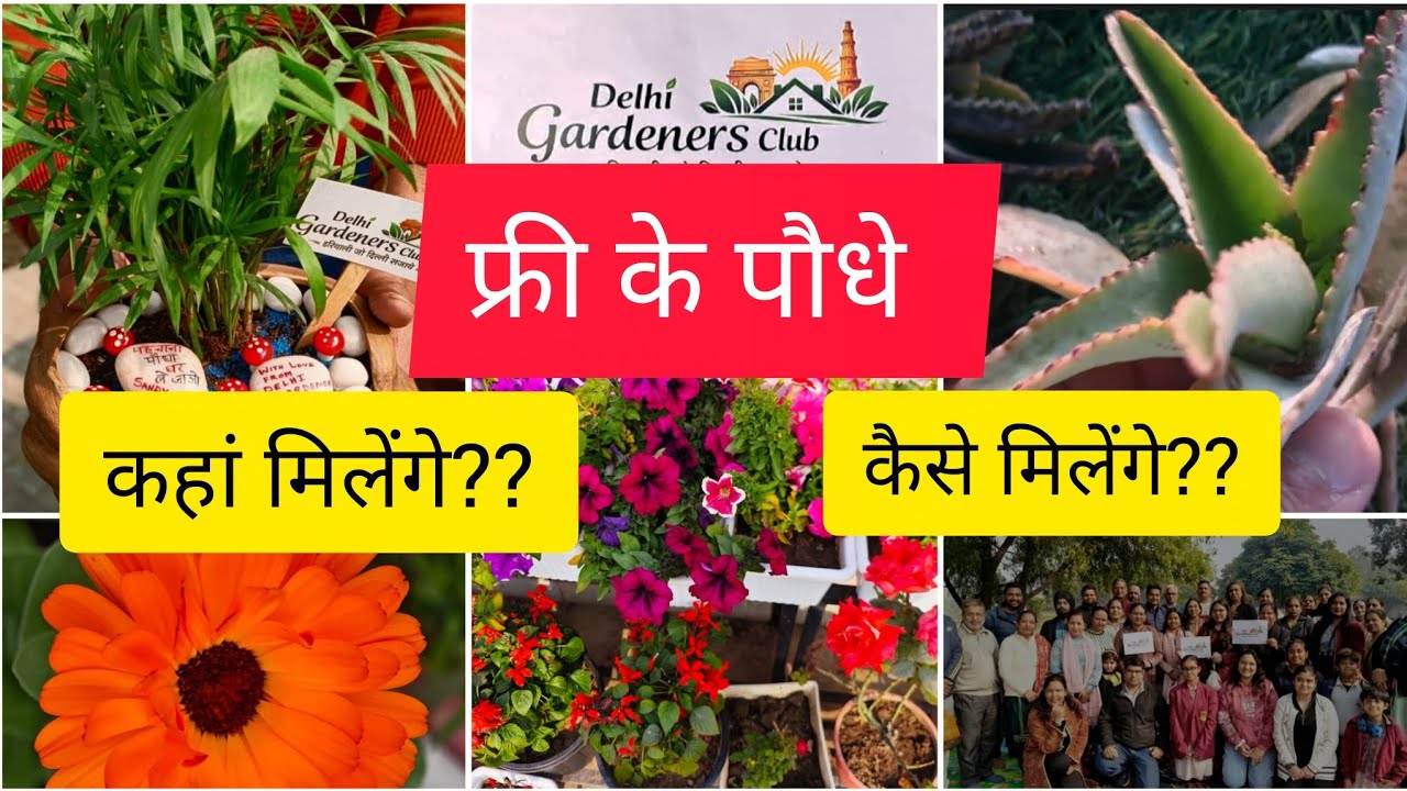 How to get free plants/gardeners meetup|फ्री में मिले बहुत से पौधे,उनकी रिपाॅटिंग/plant exchange 