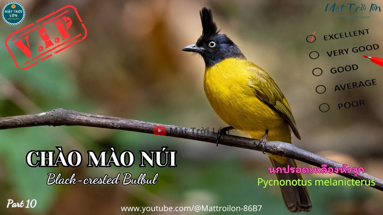 ✅Tiếng Chào mào núi mồi chuẩn không tạp âm mp3 | Black-crested Bulbul sound call (P9) - Video 4K