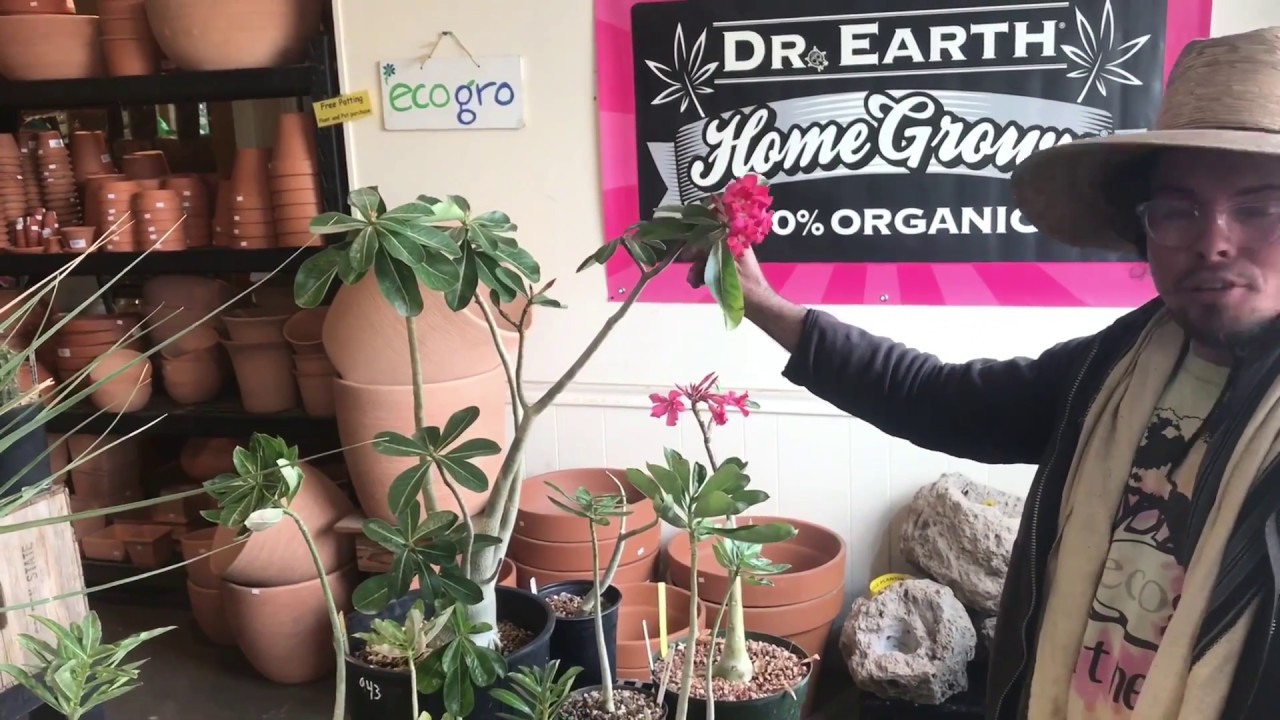 Visit to EcoGro. ft PROCOCO and Adeniums