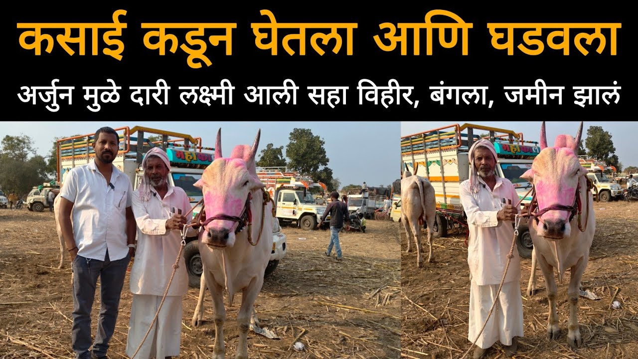 मुस्लिम समाजाच्या माणसाने मांडली कैफियत | कसाई कडून खरेदी केलेल्या लक्ष्मी ने आज सगळ काही दिलं 