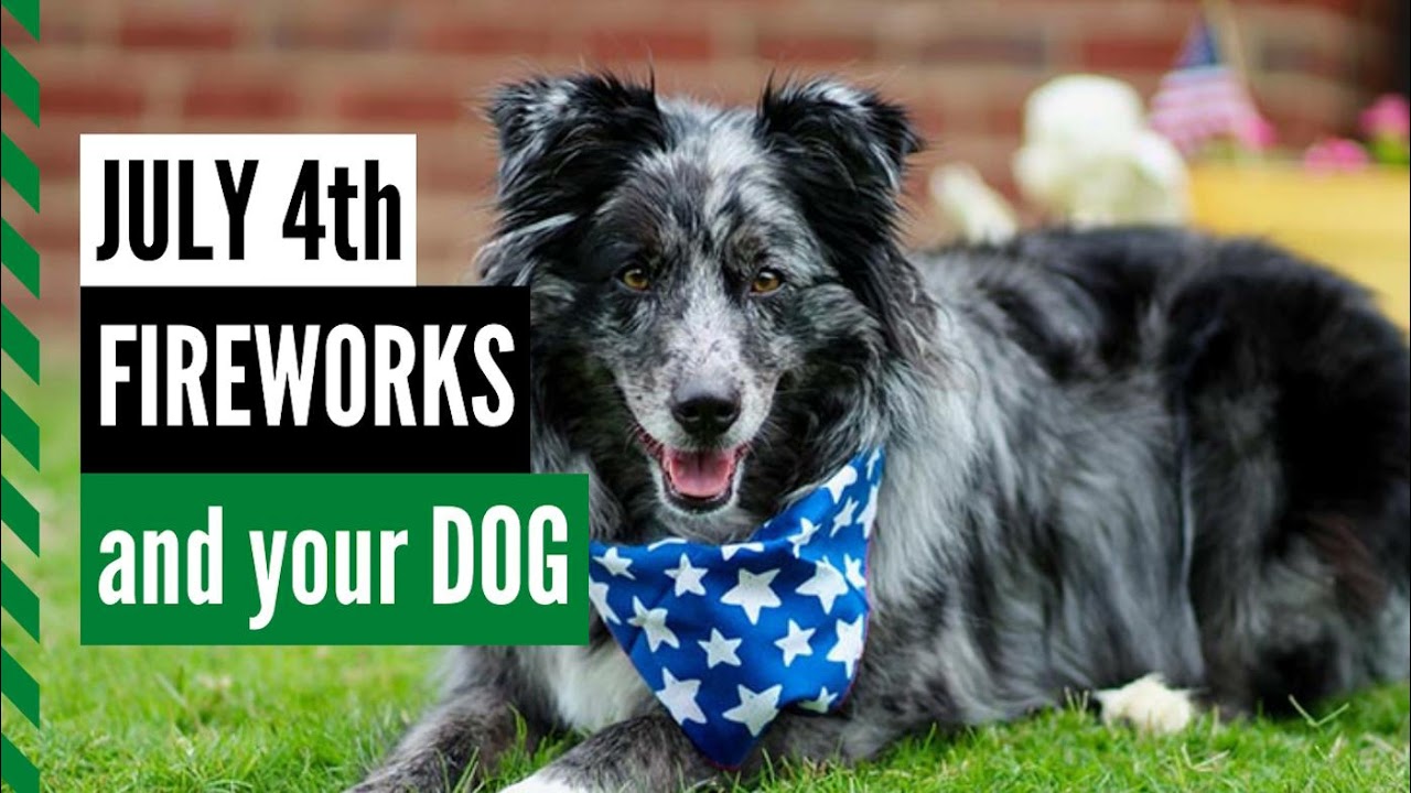 How to Keep Your Dog Calm During Fourth of July Fireworks