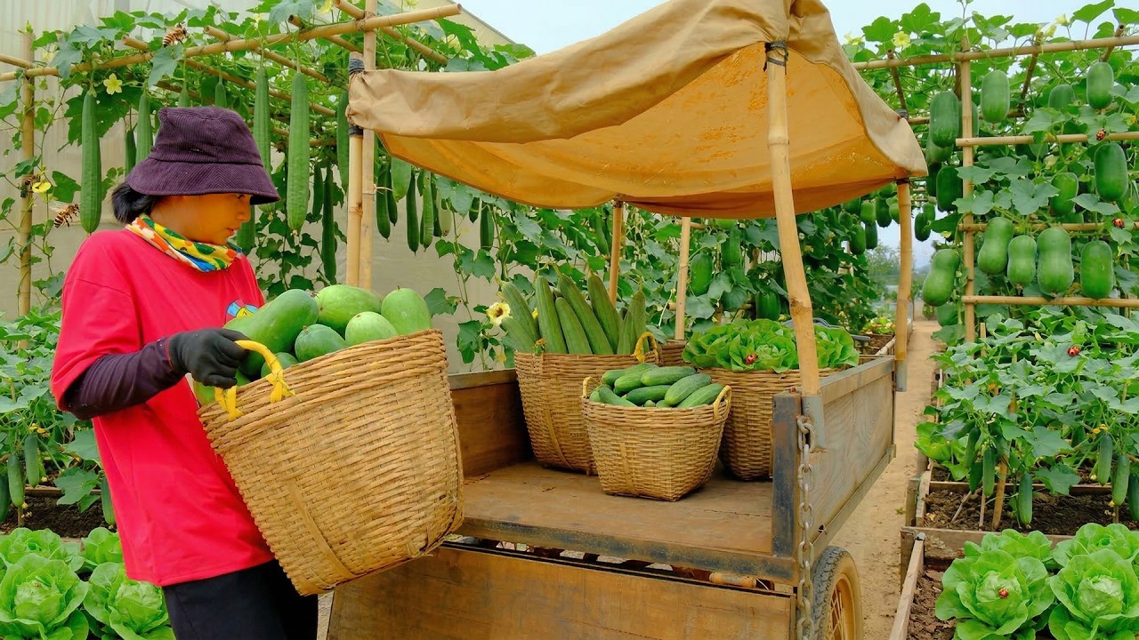 Harvest A Cart Of : Winter Melon, Luffa, Cucumber, Lettuce For Market – Soak Seeds And Plant Them