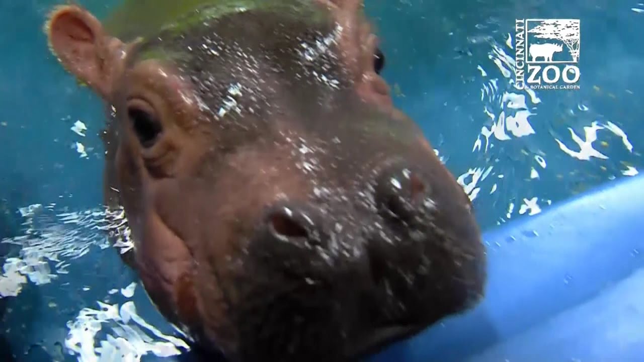 Baby hippo Fiona meets parents