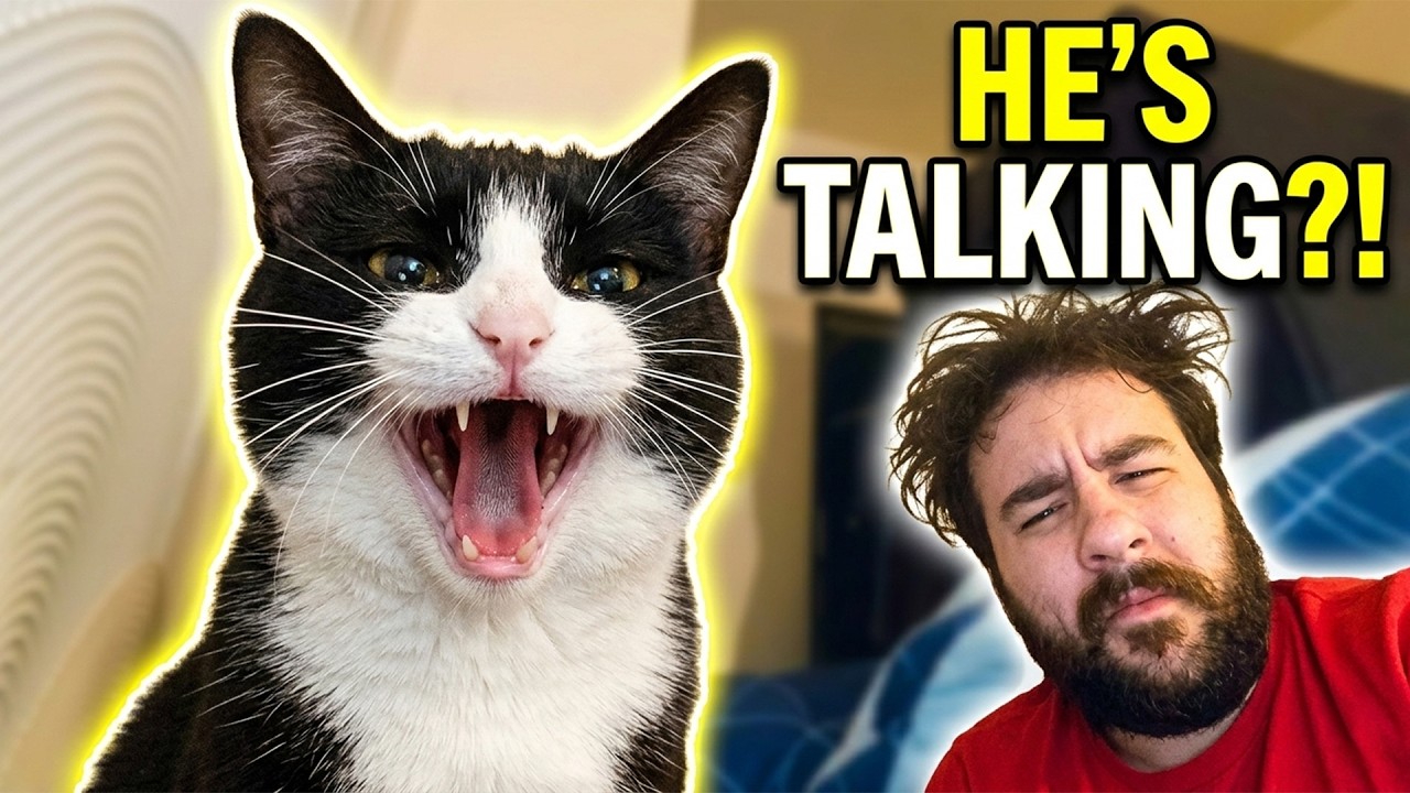 My Cat Won’t Stop Talking… 😂🐱 | Funny Talking Cat Compilation