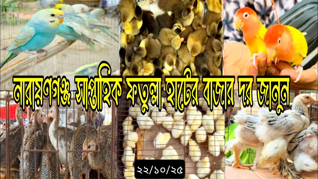 নারায়ণগঞ্জ সাপ্তাহিক ফতুল্লা হাটের পাখি, হাঁস, মুরগির বাজার দর | #২১/১০/২৬ #cat #birds #Chicken#pets