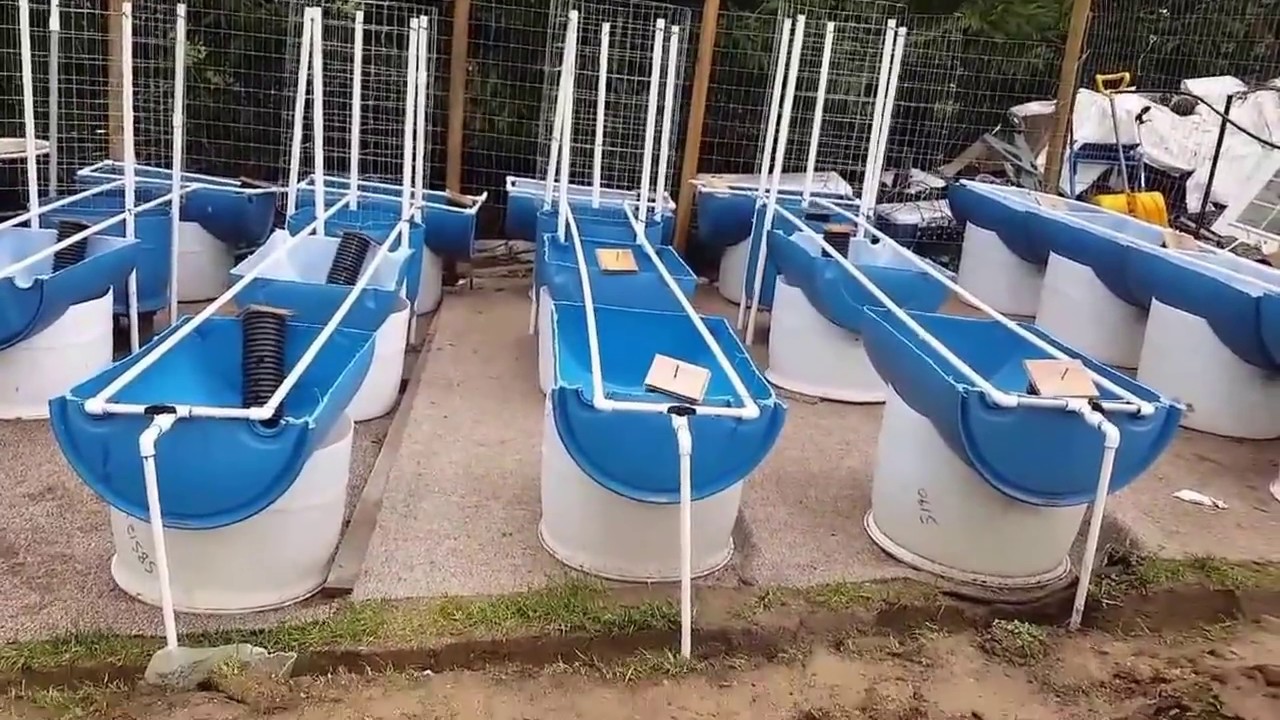 Hands down,, absolutely the best Barrel Garden system ever!! Part 1