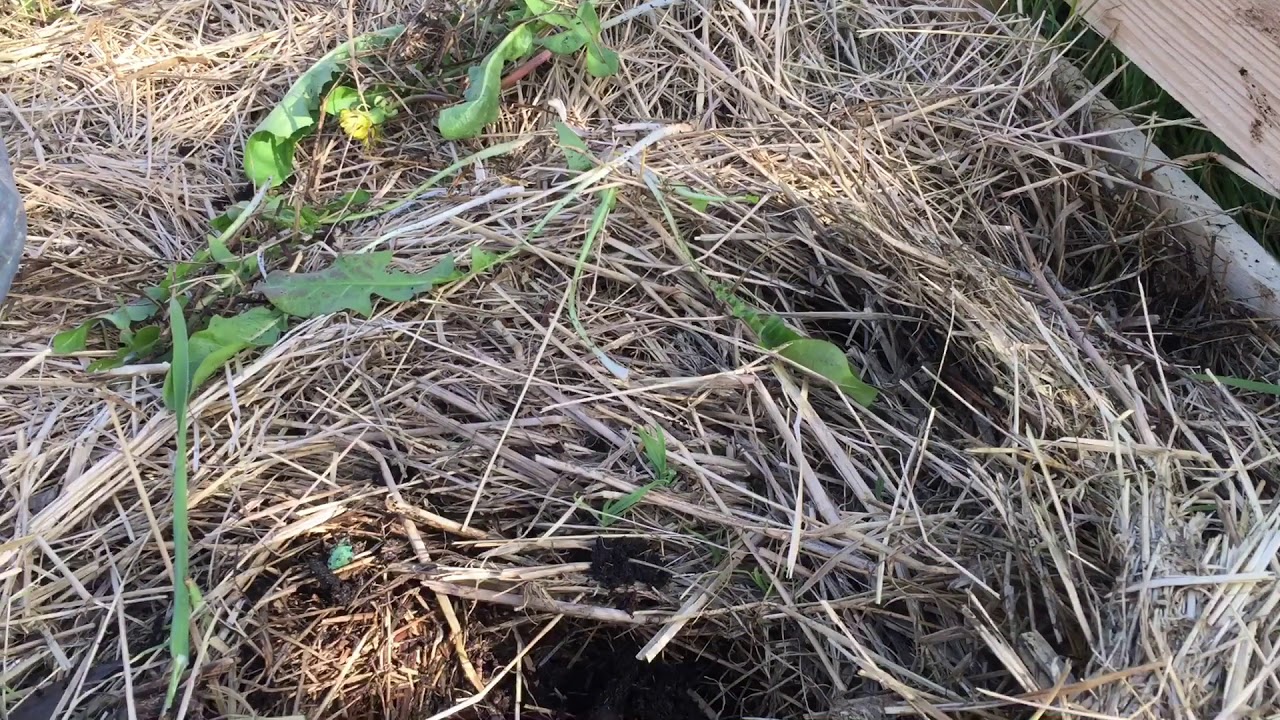 Plantation des Artichauts issu de semis