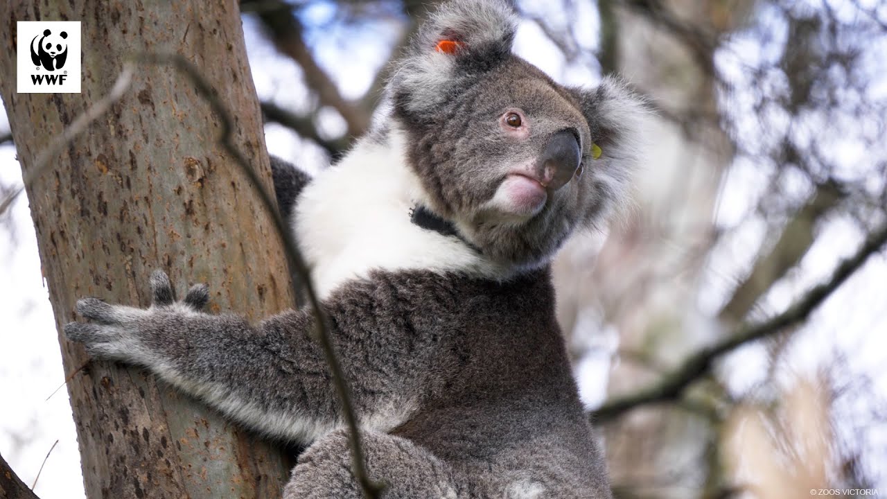 Bushfire-Impacted Koalas Return Home | WWF-Australia