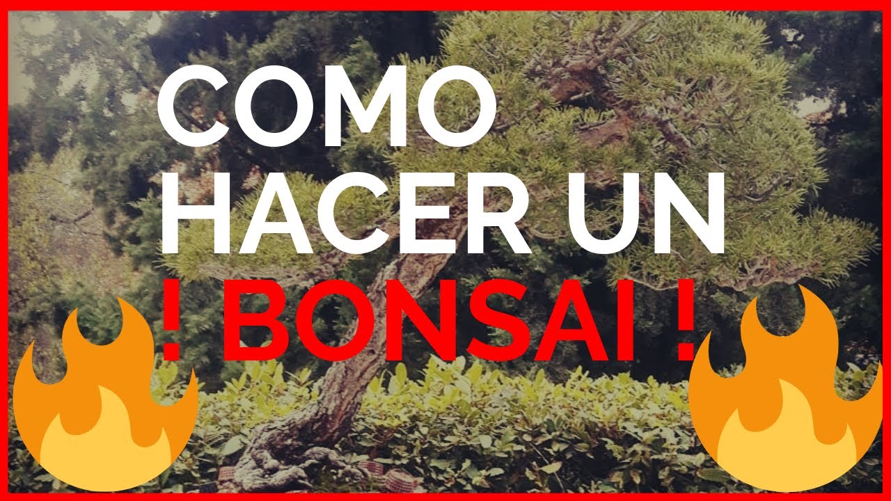 COMO HACER UN BONSAI FÁCIL Y RÁPIDO