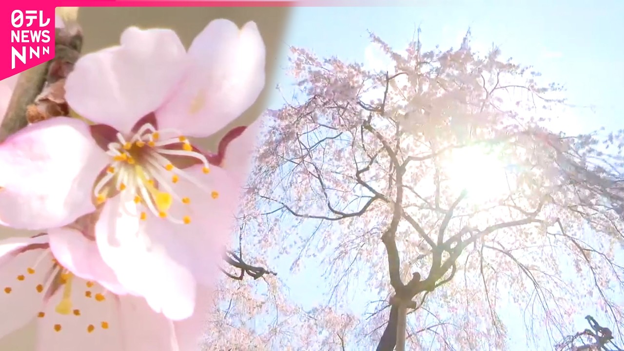 【樹齢300年】人々に愛される浄専寺のしだれ桜 四季の移ろい　宮崎　NNNセレクション