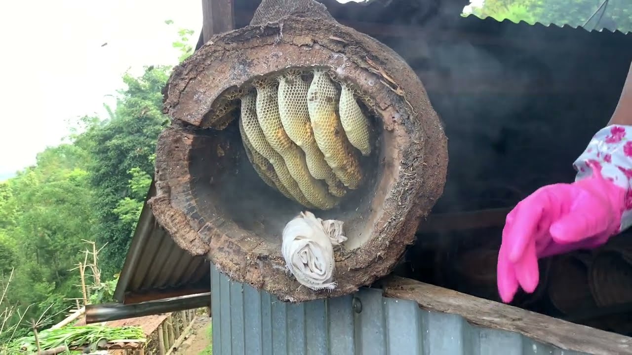 Mauri kardai | mauri palan | mauri palan nepal | vlog 2022 | mauri palne sahi tarika | mauriko kisim