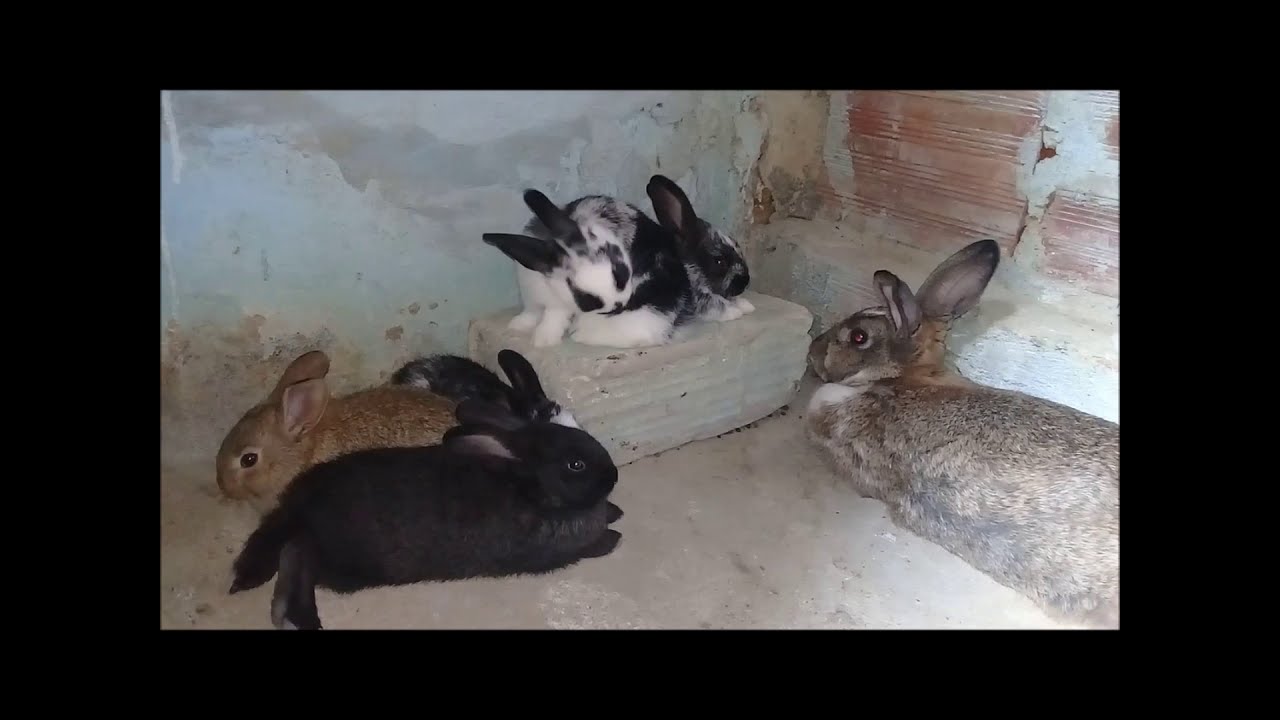 Coelhos: Tempo de amamentação
