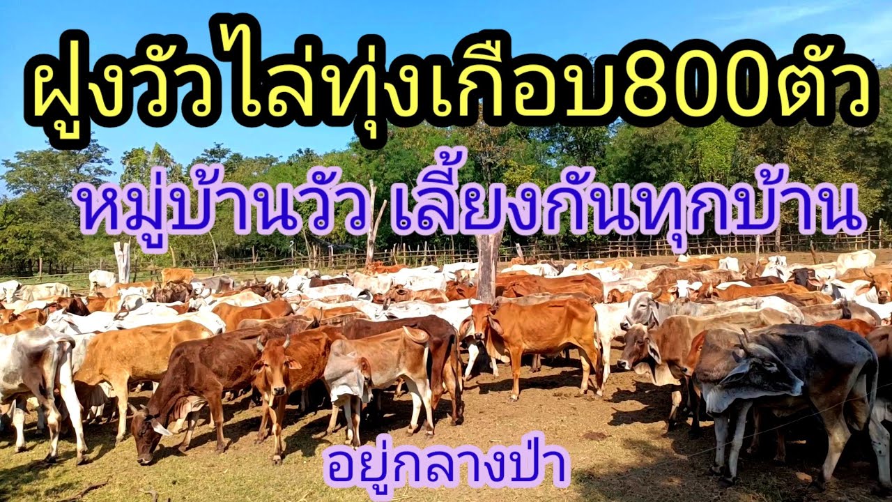 หมู่บ้านวัว ฝูงวัวไล่ทุ่งเกือบ 800 ตัว เลี้ยงกันทุกบ้าน #วัวสาว #วัวแม่ลูก #วัวลูกผสม #วัวลูกผสม