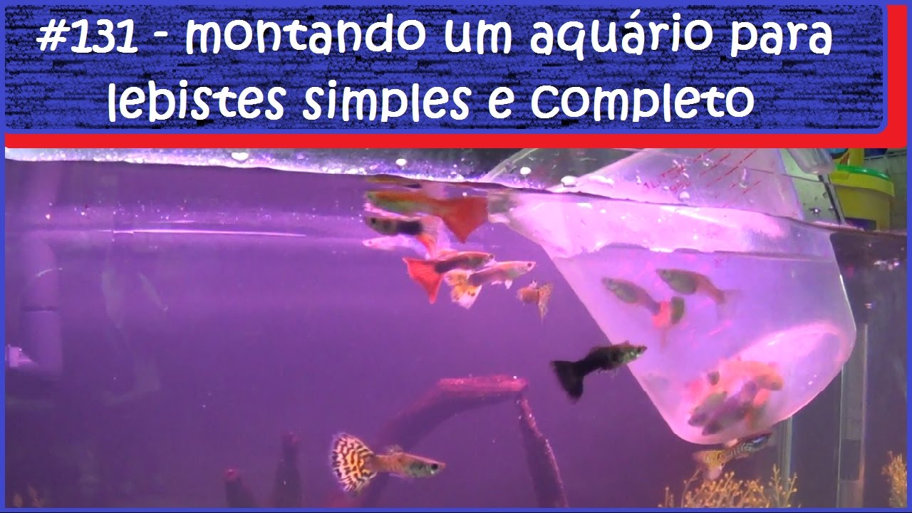 Montando um aquário de lebistes para iniciantes