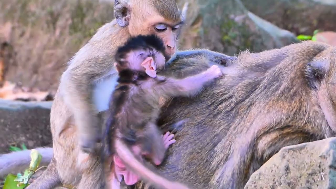 ...SO CUTE MONKEY...!