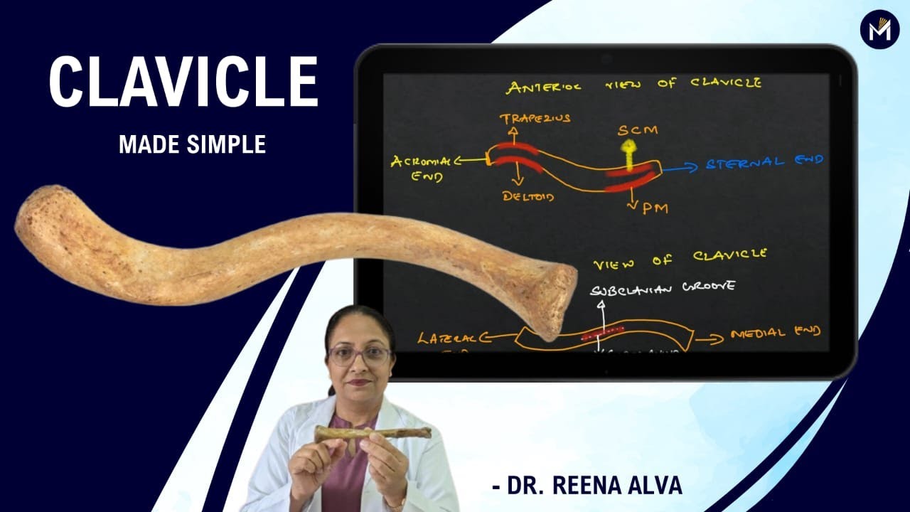 Clavicle (Collar Bone)  - Made simple
