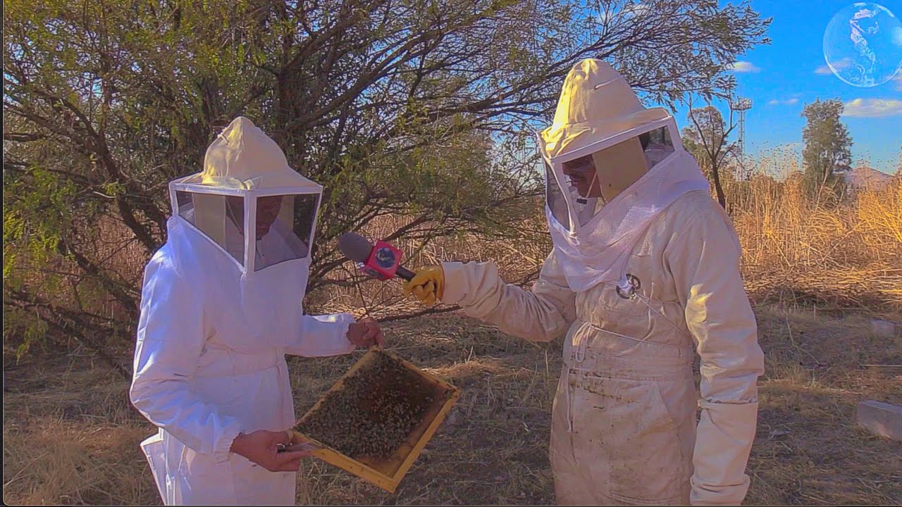 SIN LAS ABEJAS LOS HUMANOS NO EXISTIRIAMOS/ VISITANDO UN APIARIO / reportaje.