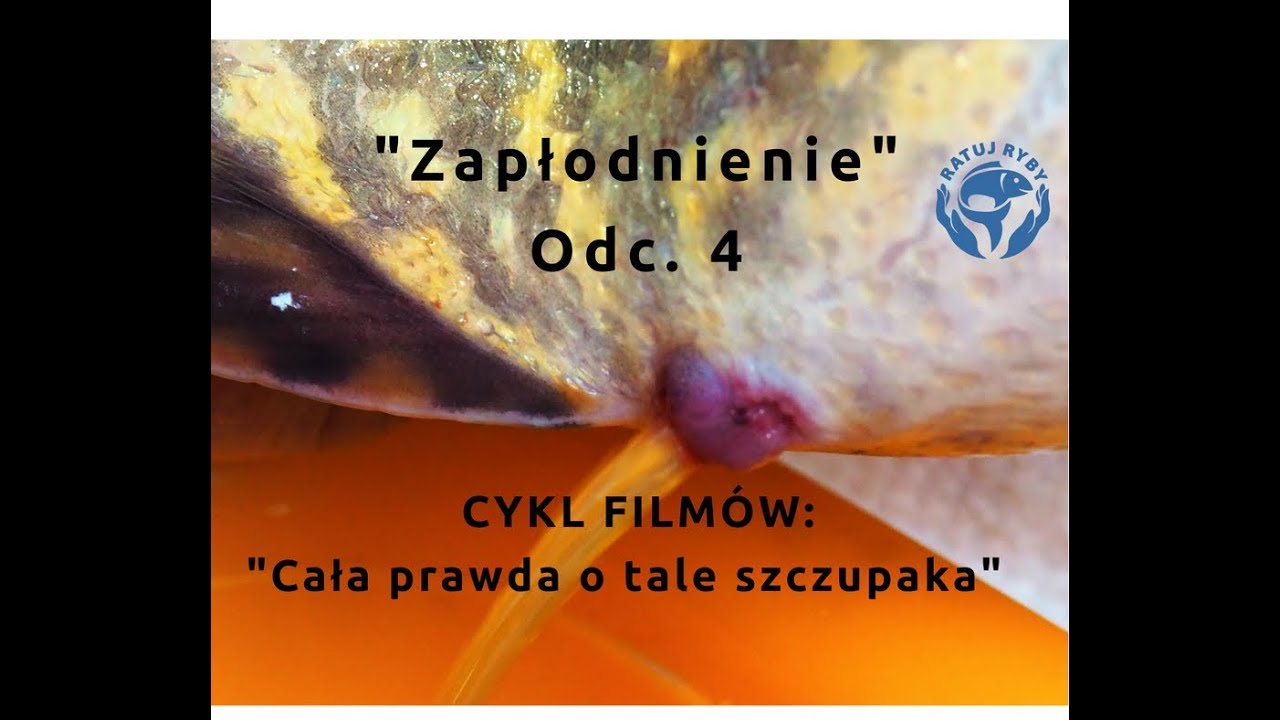 TARŁO SZCZUPAKA Odc.4 