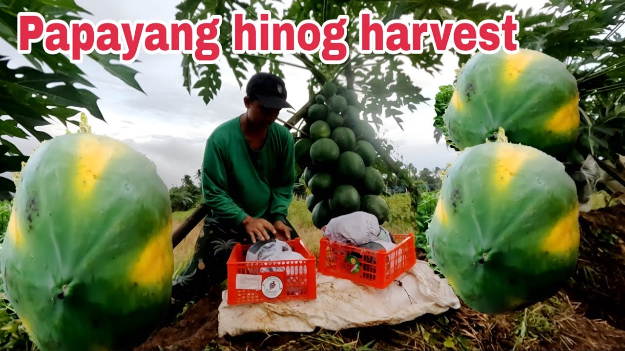 Papaya red Lady  harvest