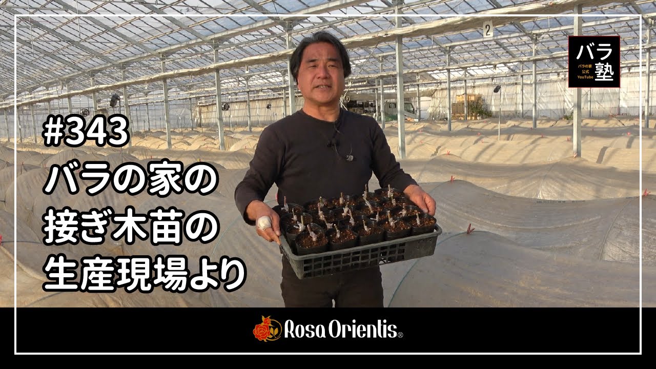 #343 バラの家の接ぎ木苗の生産現場より
