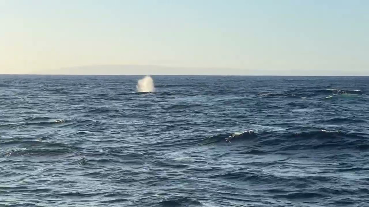 Same whale!