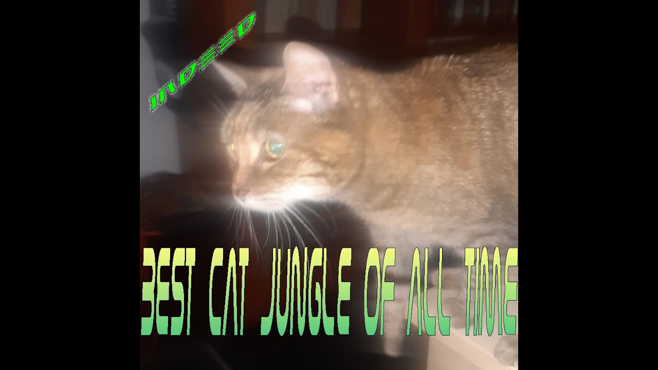 Fireware - Junglecat jungle/techno/triphop/psytrance mix (the cat from the jungle)