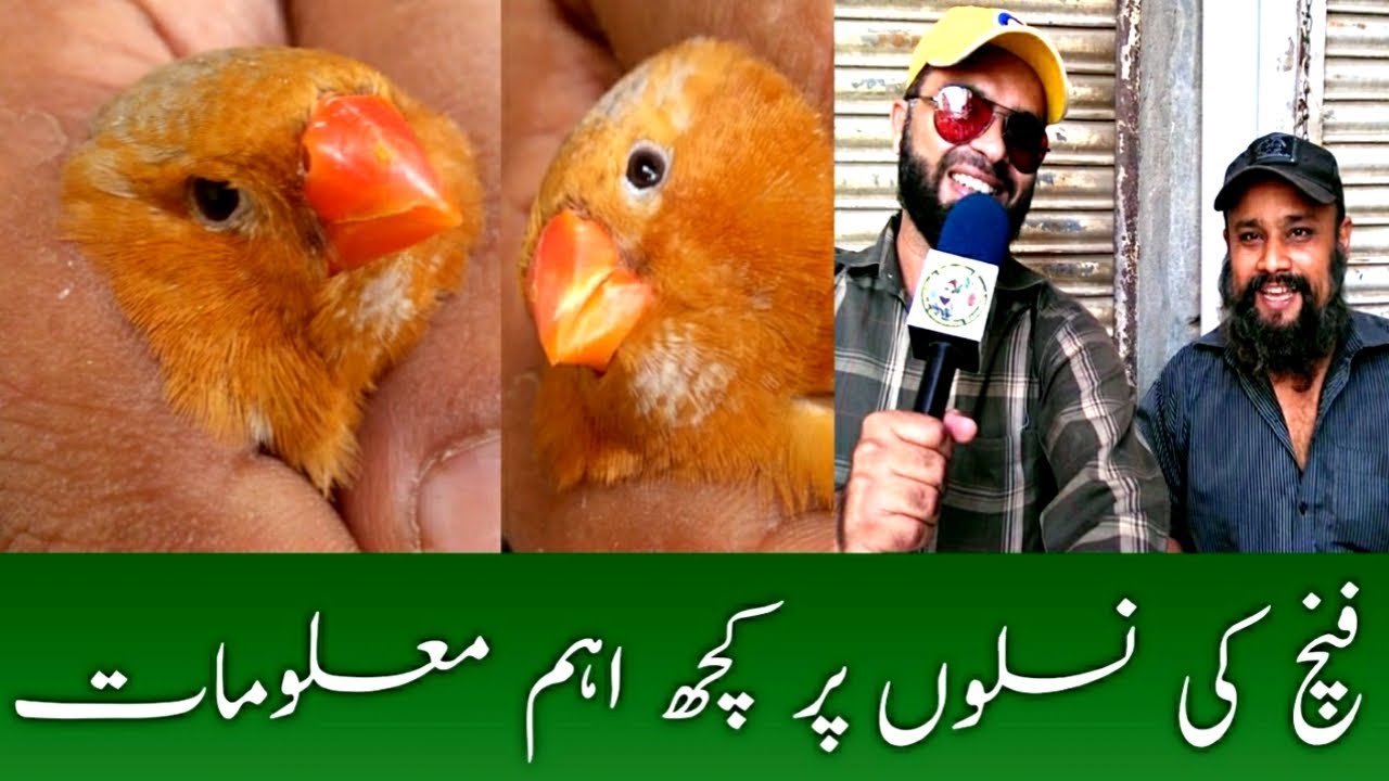 How To Define Finches Mutation Part.1